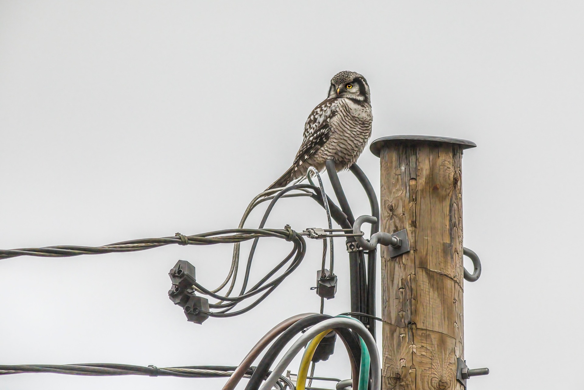 Northern Hawk-owl (Surnia ulula)