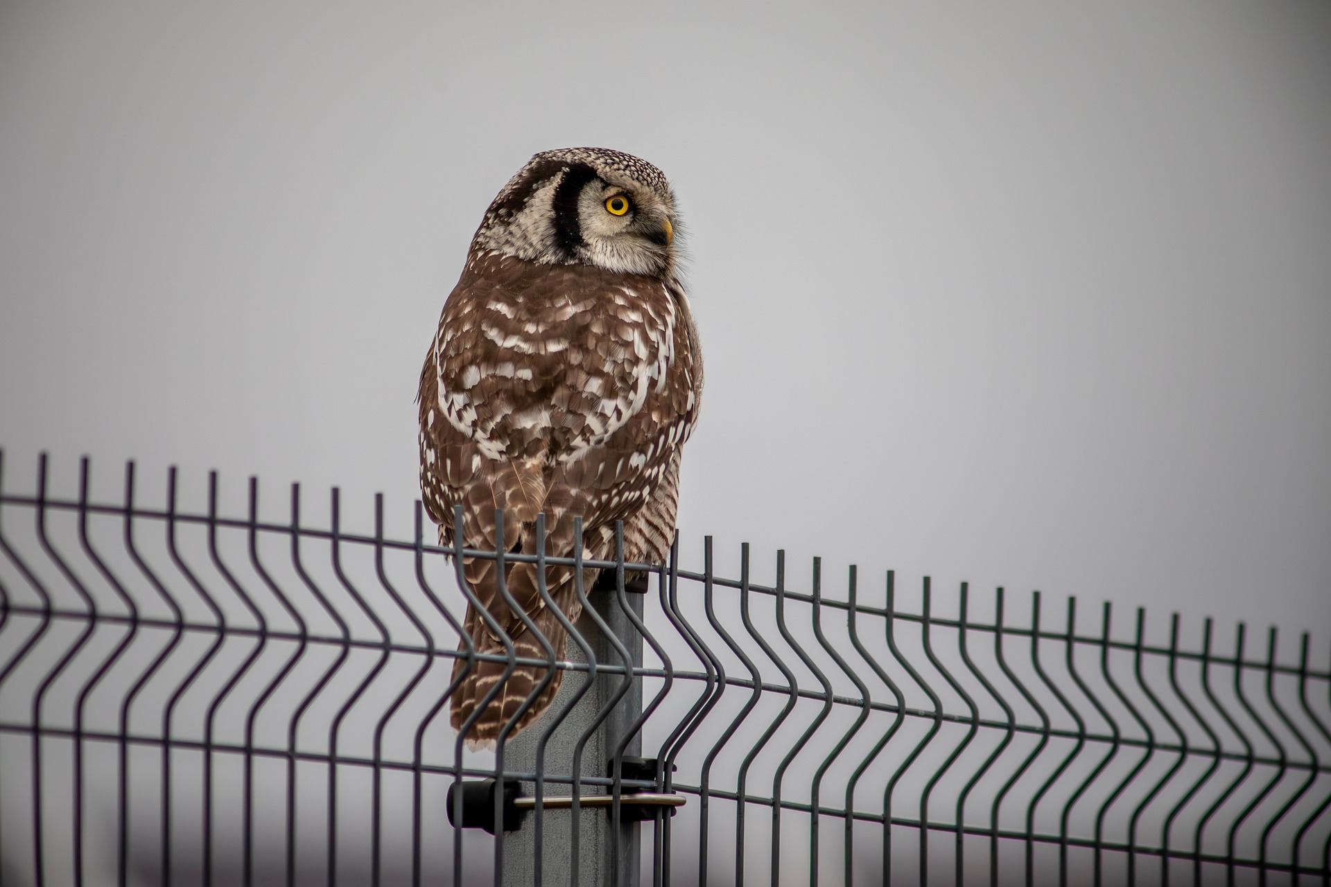 Northern Hawk-owl (Surnia ulula)