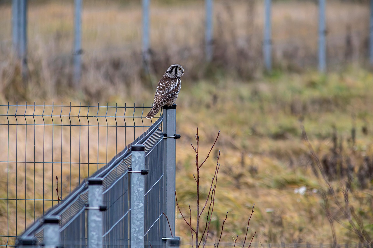 Northern Hawk-owl (Surnia ulula)