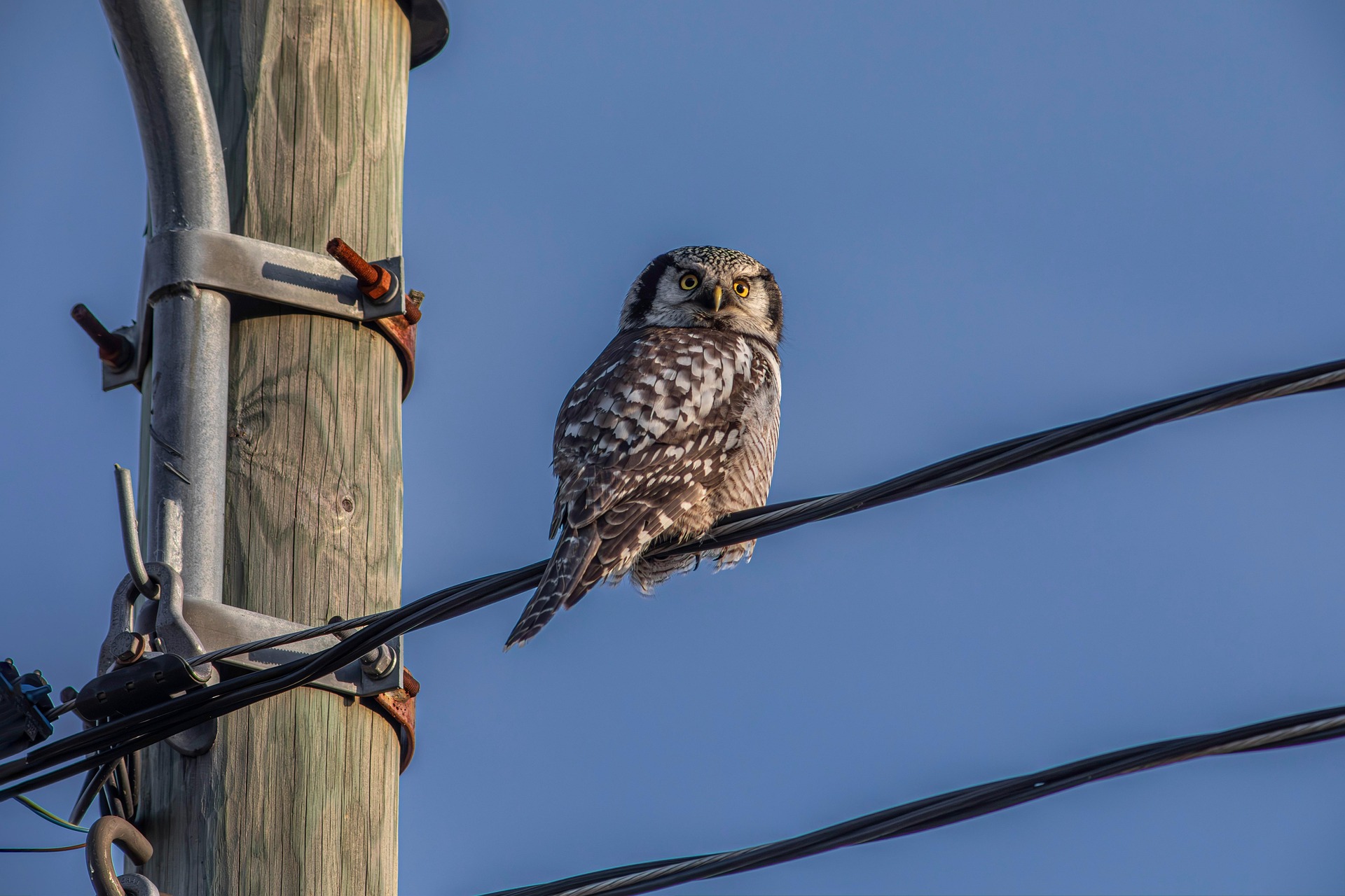 Northern Hawk-owl (Surnia ulula)