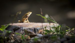 Oriental garden lizard (Calotes vesicolor)