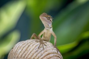 Oriental garden lizard (Calotes vesicolor)