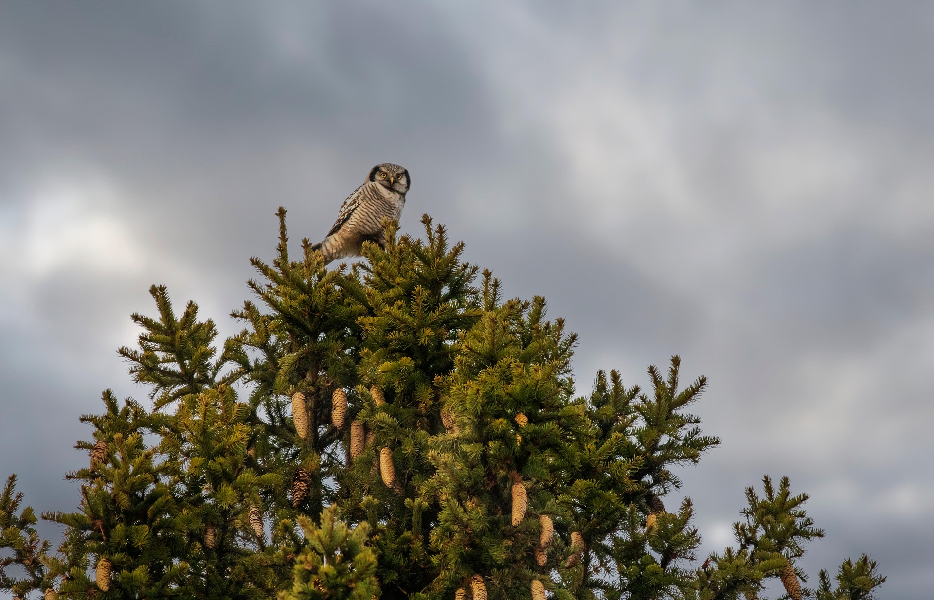 Northern Hawk-owl (Surnia ulula)