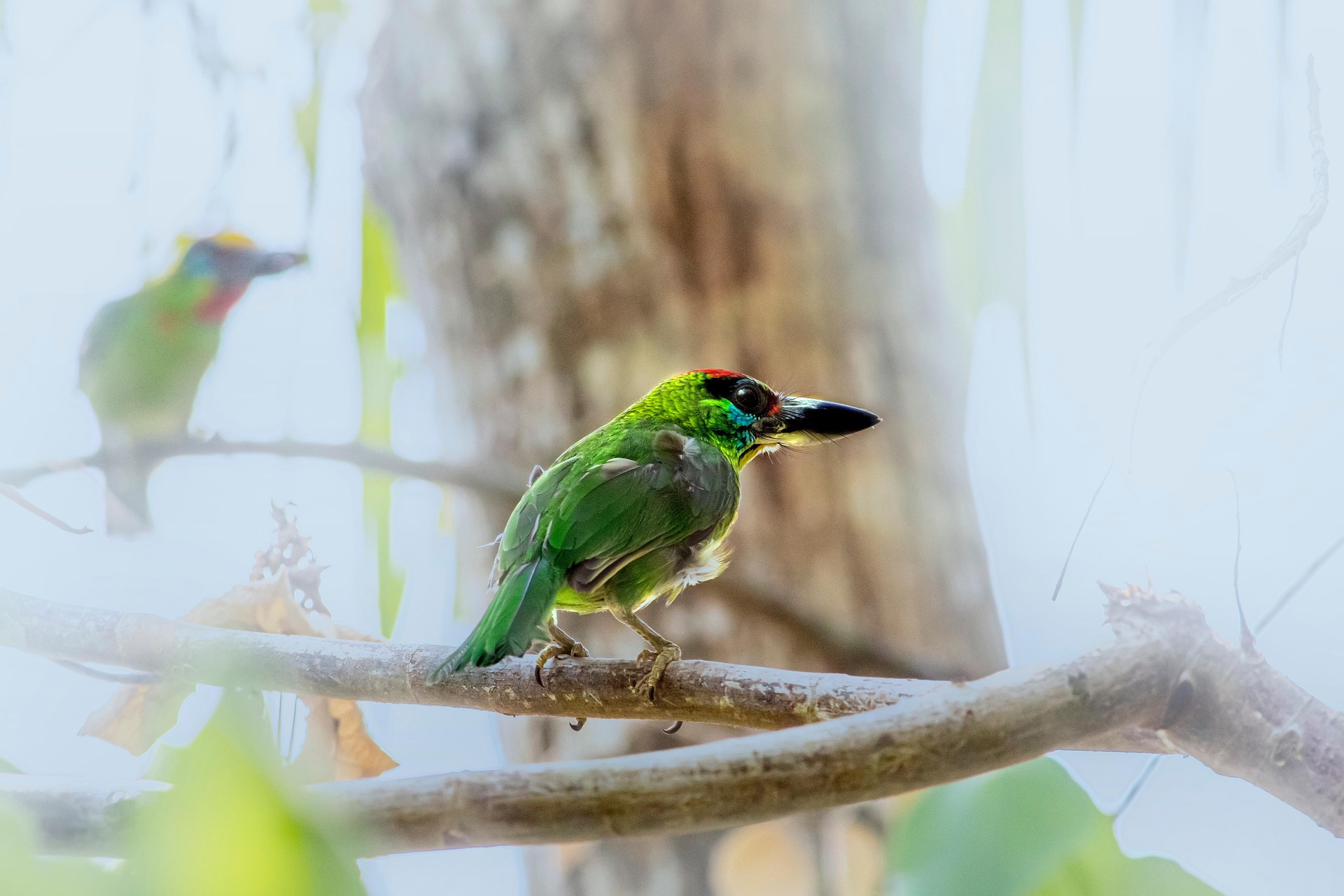 Red-throated Barbet (Megalaima mystacophanos)