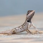 Emma gray`s forest lizard (Calotes emma)