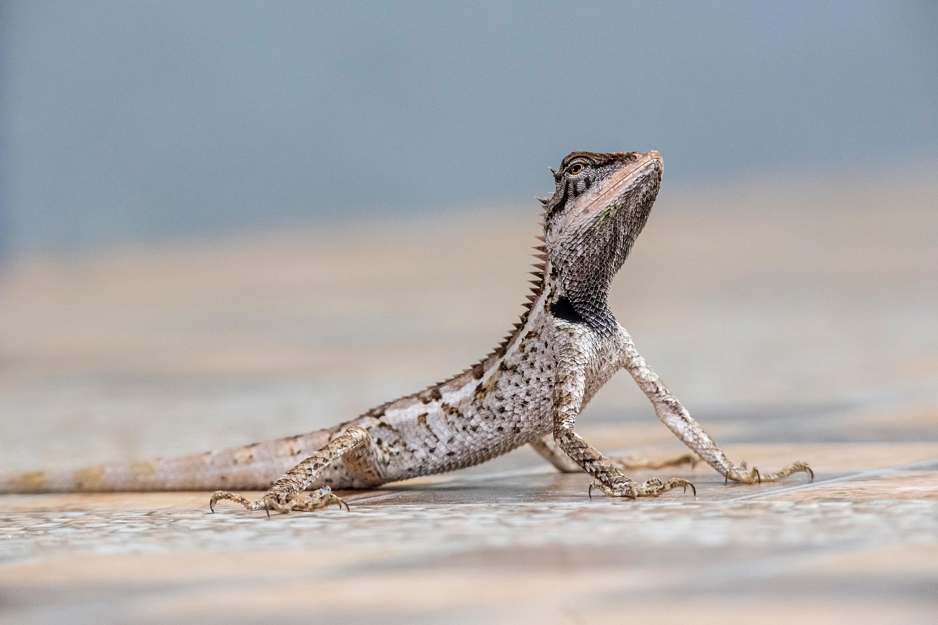 Emma gray`s forest lizard (Calotes emma)