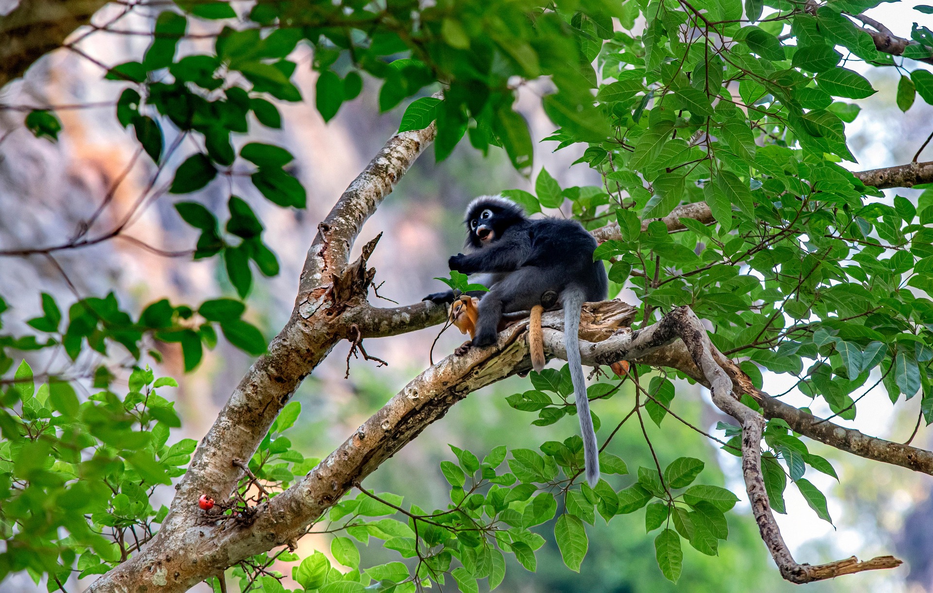 Dusky leaf monkey (Trachypithecus obscurus)