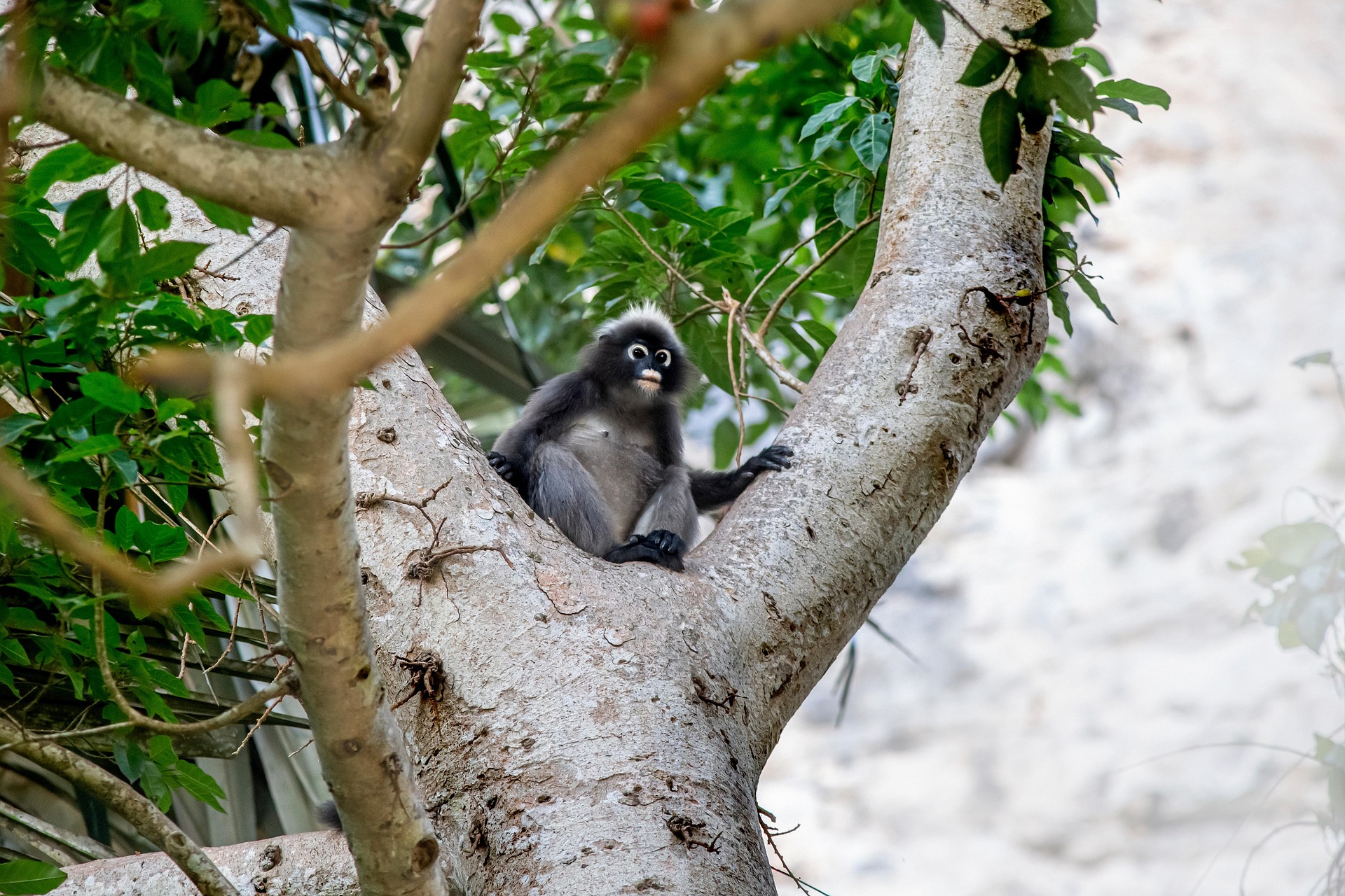 Dusky leaf monkey (Trachypithecus obscurus)