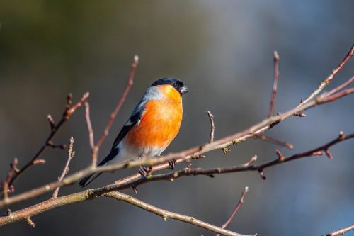 Eurasian bullfinch (Pyrrhula pyrrhula)