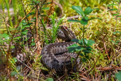 Common European adder (Vipera berus)