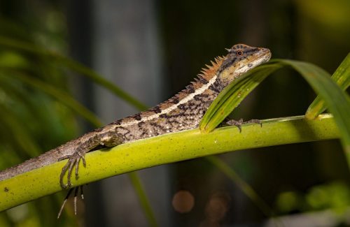 Emma gray`s forest lizard (Calotes emma)