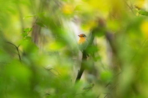 European robin (Erithacus rubecula)