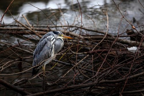 Grey Heron (Ardea cinerea)