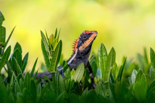 Emma gray`s forest lizard (Calotes emma)