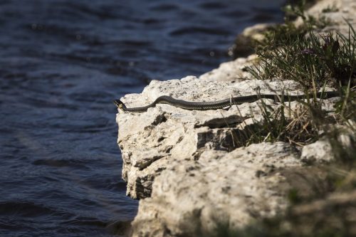 Grass snake (Natrix natrix)