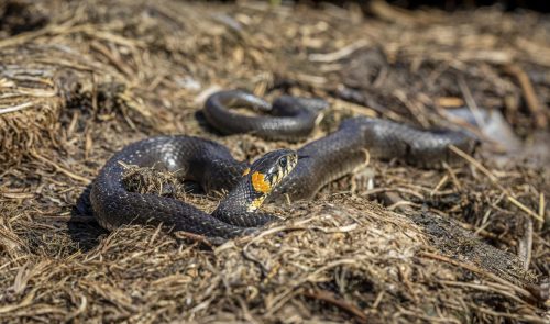 Grass snake (Natrix natrix)