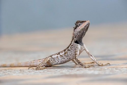 Emma gray`s forest lizard (Calotes emma)