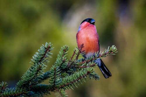 Eurasian bullfinch (Pyrrhula pyrrhula)